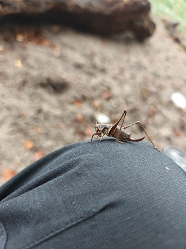 Dark Bush-cricket