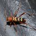 Red-headed Ash Borer - Photo (c) Margarita Lankford, some rights reserved (CC BY-NC), uploaded by Margarita Lankford