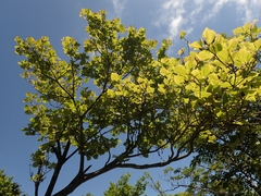 Rhododendron wadanum