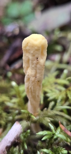 Clavariadelphus sachalinensis