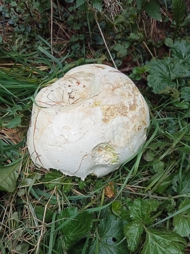 giant puffball