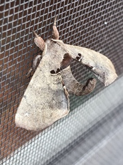 Apatelodes torrefacta