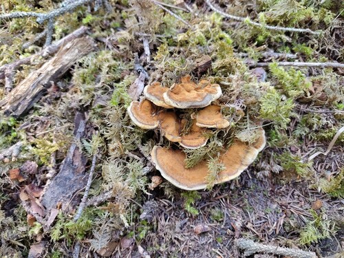 Woolly Velvet Polypore