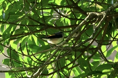 Pteruthius aeralatus