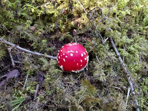 Fly Agaric
