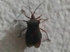 Sethenira ferruginea