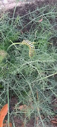 Old World Swallowtail