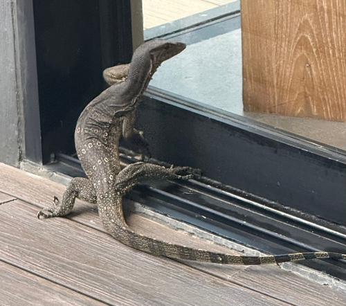 Indomalayan Water Monitor