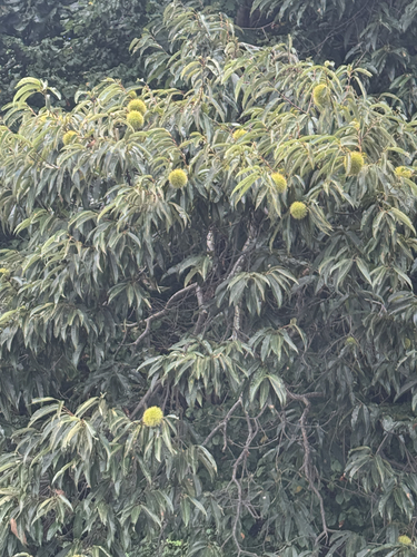 Japanese Chestnut