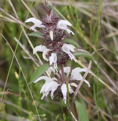 Monarda clinopodioides