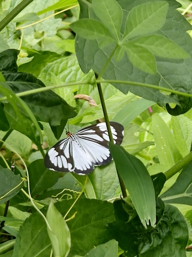 Marbled White Moth