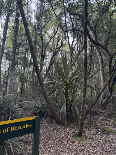 Cordyline indivisa, photograph 1