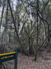Cordyline indivisa, photograph (c) Emma Naylor, some rights reserved (CC BY)