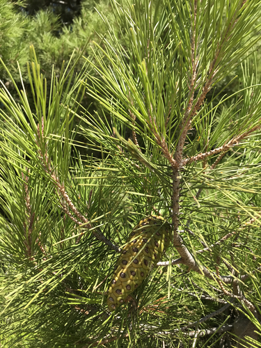 Aleppo pine