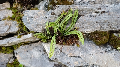 Starfish spleenwort