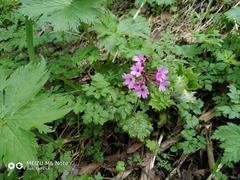 Primula kaufmanniana