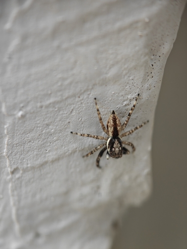 Gray Wall Jumping Spider