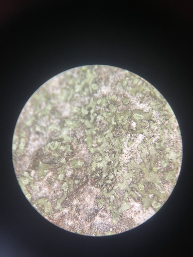 iNaturalist observation photo of Grainy Shadow-crust Lichen