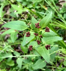 Thaspium trifoliatum trifoliatum