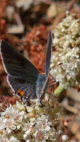 Gray Hairstreak