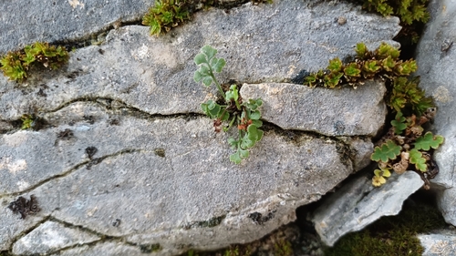 wall-rue