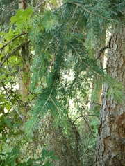 Picea schrenkiana