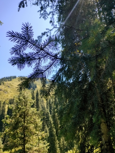Picea schrenkiana, photograph 2