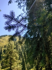 (c) Suhas Saya, some rights reserved (CC BY) Picea schrenkiana, photograph (c) Suhas Saya, some rights reserved (CC BY)
