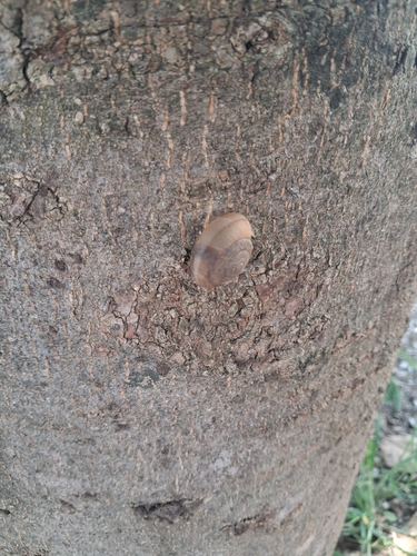 Siamese Common Snail