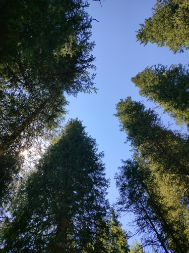 Picea schrenkiana, photograph 4