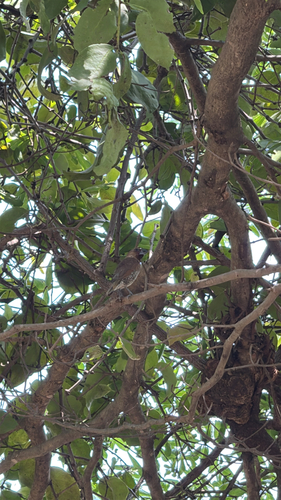 Scaly-breasted Munia