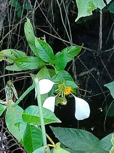 Mussaenda frondosa observed 2026-09-12