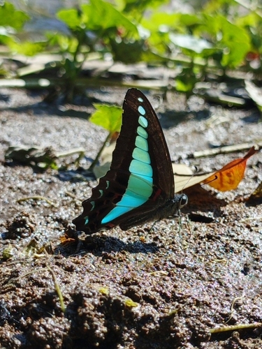 Common Bluebottle