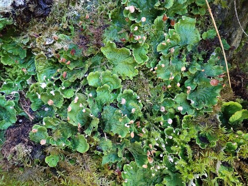 ruffled freckled pelt lichen