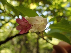 Weigela decora