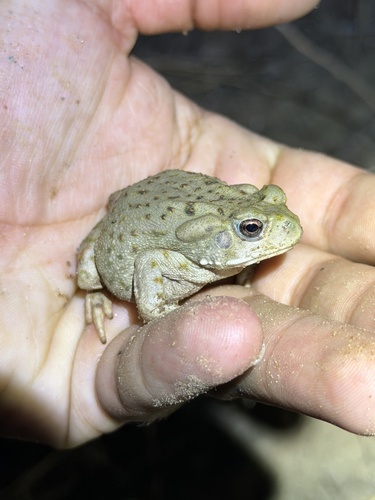 Sonoran Desert Toad