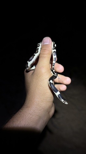 Long-nosed Snake