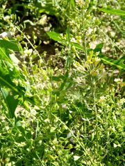 Capsella bursa-pastoris