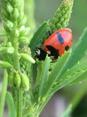 Hippodamia quinquesignata