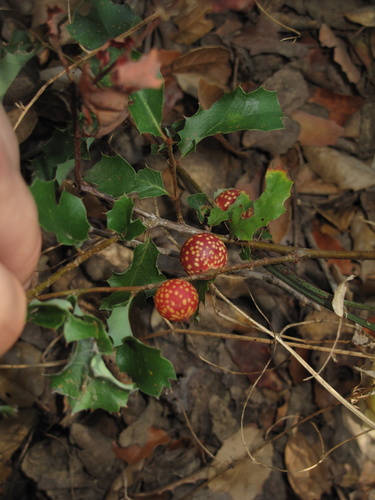 iNaturalist observation photo of Beaked Twig Gall Wasp