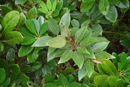 Neolitsea aurata observed 2026-09-12