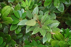 Neolitsea aurata