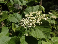 Viburnum wrightii