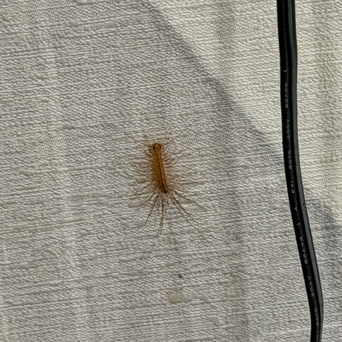 House Centipede