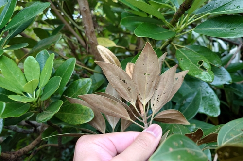 Neolitsea aurata, photograph 1
