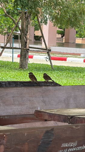 Eurasian Tree Sparrow
