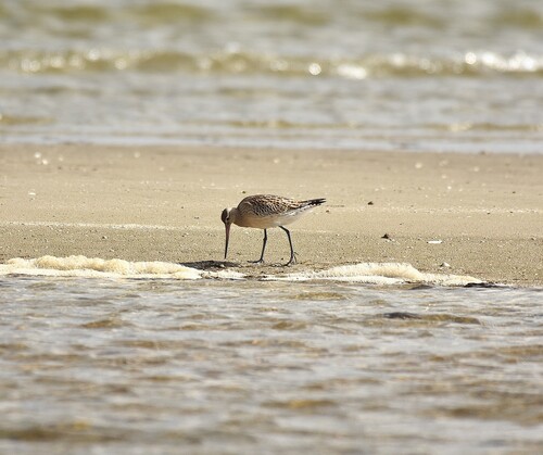 Bar-tailed Godwit