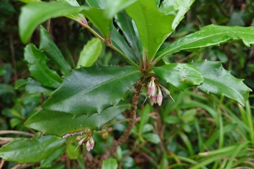 Ardisia cornudentata, photograph 3