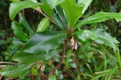 Ardisia cornudentata, photograph (c) 如此甚好, some rights reserved (CC BY)