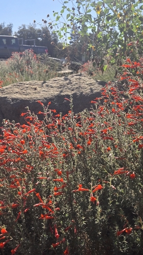 California fuchsia
